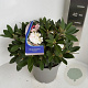 Rhododendron (Y) 'Dreamland' 30-40 cm 5,0L