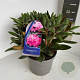 Rhododendron (Y) 'Kalinka' 30-40 cm 5,0L