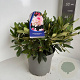 Rhododendron (Y) 'Percy Wiseman' 30-40 cm 5,0L