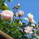 Rosa (K) 'New Dawn' 150-175 cm vierkant rond 5,5L