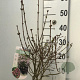 Syringa meyeri 'Palibin' 30-40 cm 4,0L