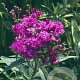 Vernonia baldwinii GM P9