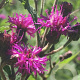 Vernonia missurica GM P9