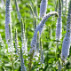 Veronicastrum virg. 'Lila Karina' GM P9