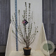 Viburnum bodn. 'Dawn' 60-80 cm 10L