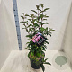 Viburnum bodn. 'Dawn' 60-80 cm 10L