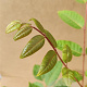 Toona sinensis 30-40 cm P15
