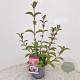 Viburnum bodn. 'Charles Lamont' 60-80 cm 2,5L