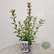 Viburnum farreri 60-80 cm 2,5L