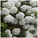 Viburnum opulus 100-125 cm wortelgoed 2-jarig verplante zaailin