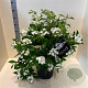 Viburnum plic. 'Watanabe' 60-80 cm 10L