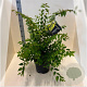 Zelkova serrata 100-125 cm 10L meerstammig