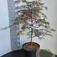 Acer pal. 'Garnet' 60-80 cm 10L