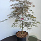 Acer pal. 'Garnet' 60-80 cm 10L