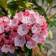 Kalmia lat. 'Olympic Fire' 30-40 cm 4,0L