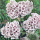 Kalmia lat. 'Peppermint' 30-40 cm 4,0L