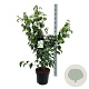 Cornus k. 'Milky Way' 100-125 cm 15L