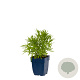 Achillea ptarmica 'The Pearl' GM  P11