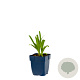Agapanthus afr. 'Albus' GM  P11