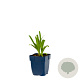 Agapanthus afr. 'Albus' GM  P11