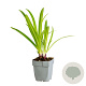 Agapanthus 'African Queen' GM  P11