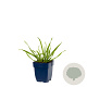 Allium senescens GM  P11