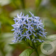 Amsonia tabernaemontana GM  P11