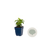 Anemone sylvestris GM  P11