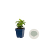 Anemone sylvestris GM  P11