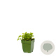 Apium graveolens GM  P11