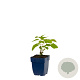 Aruncus dioicus GM  P11