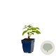 Aruncus dioicus GM  P11