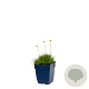 Armeria mar. 'Alba' GM  P11
