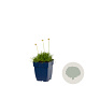Armeria mar. 'Alba' GM  P11