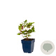 Astilbe c. 'Purpurkerze' GM  P11
