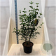 Cornus mas 150-175 cm 20L meerstammig