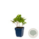 Astilbe (A) 'Fanal' GM  P11