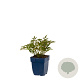 Astilbe (S) 'Sprite' GM  P11