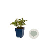 Astilbe (S) 'Sprite' GM  P11