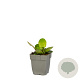 Bergenia 'Bressingham White' GM  P11