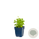 Campanula c. 'Blaue Clips' GM  P11
