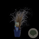 Carex comans 'Bronco' GM  P11