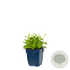 Campanula c. 'Weisse Clips' GM  P11