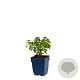 Calamintha nepeta GM  P11