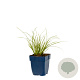 Carex testacea 'Prairie Fire' GM  P11
