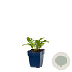 Centaurea dealbata GM  P11