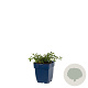 Cistus obtusifolius GM  P11