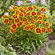 Coreopsis Solar Jewel GM  P11