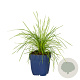 Deschampsia cespitosa GM  P11