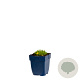 Delosperma congestum GM  P11